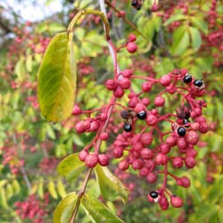 Poivrier du Sichuan / Zanthoxylum simulans